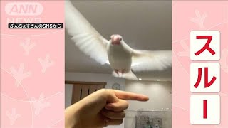 飼い主を鮮やかに“スルー”する文鳥　指にとまらずスレスレに　無視している？【羽鳥慎一モーニングショー】(2023年12月30日)