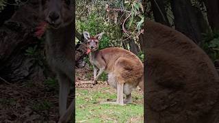 Peaceful Animal Life 🌿 | Nature Piano Vibes