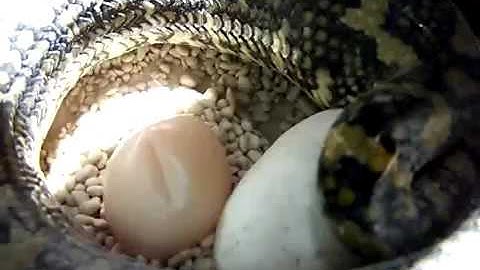 carpet python lays eggs