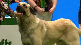 Best of Breed, Pastoral Group|TURKISH KANGAL DOG|(20172020)