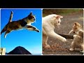 Смешные Кошки 2016! (#16) Веселая Видео Подборка! Смешные Животные 2016/