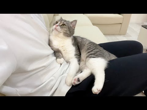 イチャイチャ中にインターホンが鳴ったときの猫の反応がかわいすぎたw