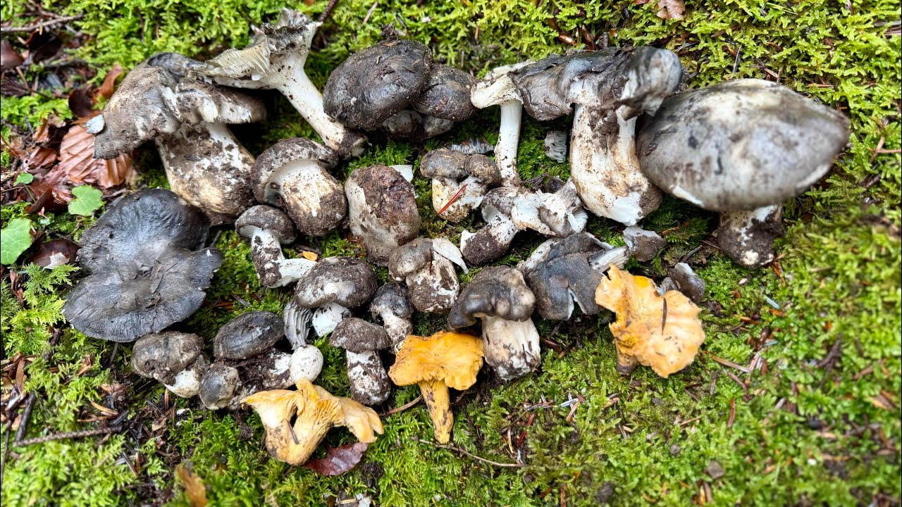 0️⃣1️⃣4️⃣ 2026-02-08 FUNGHI PORCINI CHE PASSIONE 🍄 #014