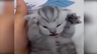 🐈 Кот кричит и держится за голову 🐈