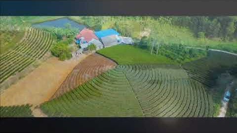 video đồi chè Thái Nguyên fly cam