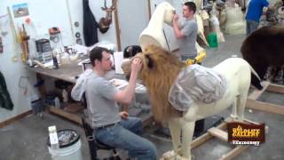 Taxidermy Time Lapse  Lion