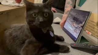 Cats funny reactions 😸 | Cats watching Cartoons |Animals #50 by Daily Dose of Entertainment 2 views 6 months ago 1 minute, 12 seconds