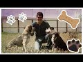 Trabajo voluntariado de animales en situación de calle // HUELLA ECOLÓGICA