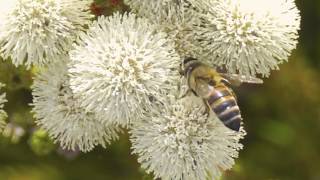 The diverse and extraordinary fynbos