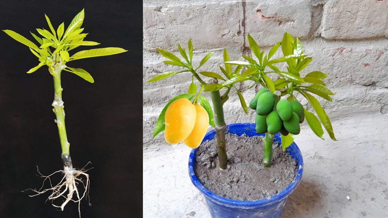 Amazing Natural Propagate Mango Tree From Cuttings Using Red Onion ...