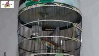 SUARA PERKUTUT BANGKOK POWER COCOK BUAT INDUKAN || RING TGM BF