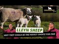 LLEYN SHEEP | WHY THEY COULD BE THE PEFECT CHOICE FOR  EWE