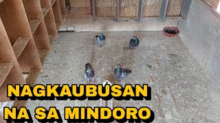 UBOS TAYO SA MINDORO RACE! 1307 BIRDS 38 LANG NAGPACLOCK!