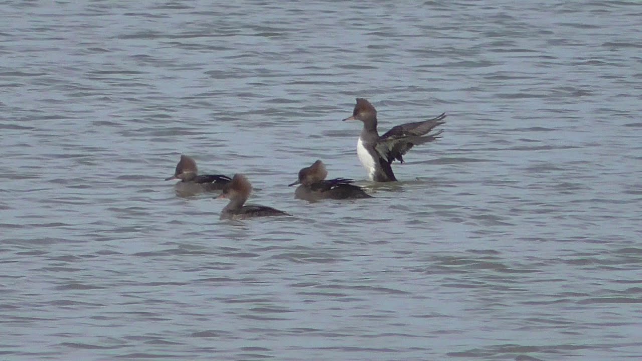 camera iphone 8 plus apk Hooded Merganser. Laguna Atascosa NWR