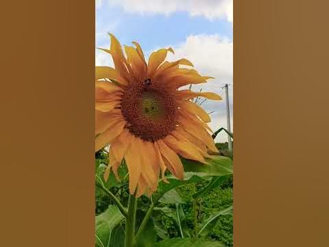 Желтеют 🌿🍁листья - YouTube