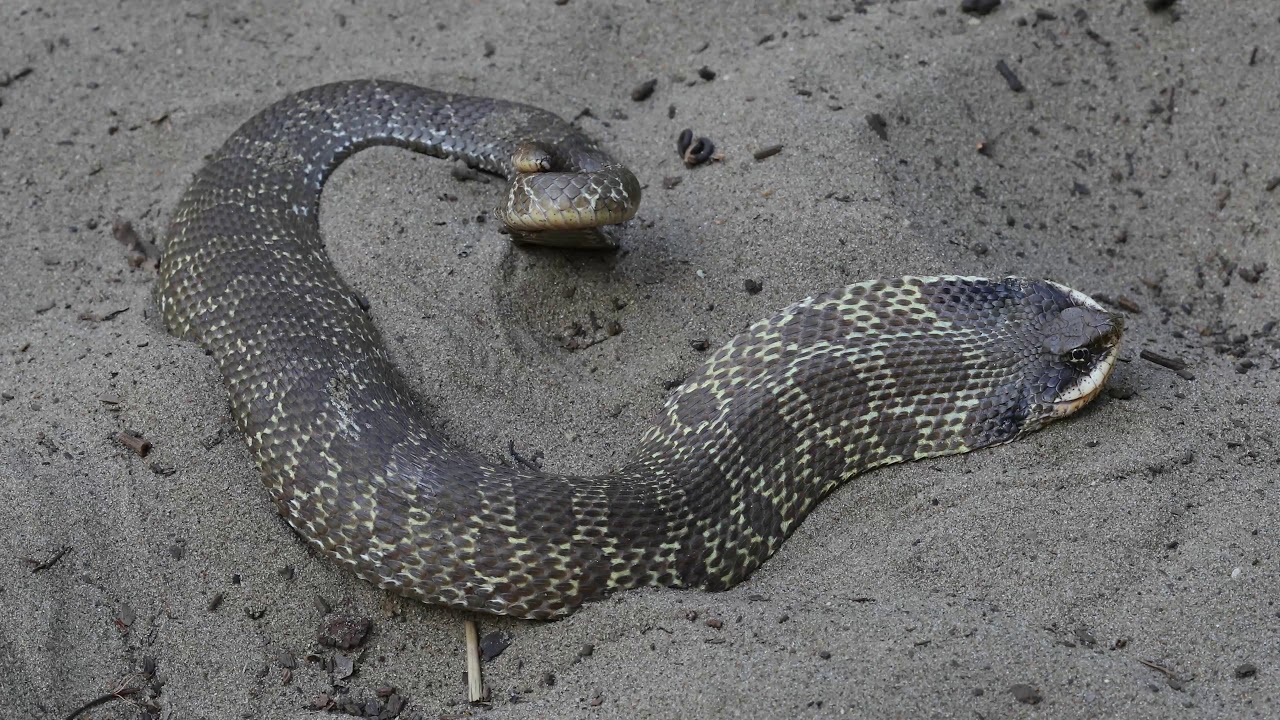 Eastern hognose snake threat display - YouTube