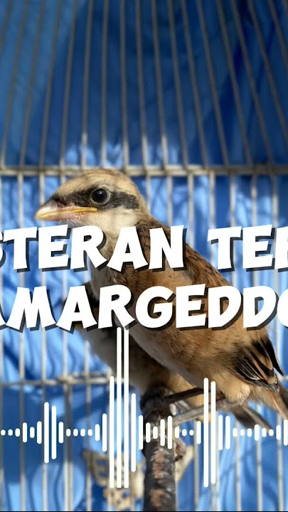 Masteran Cendet Materi Armagedon #masteran #masteranburung #burung #cendet #kicaumania