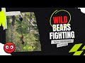 Sow Black Bear Defends Her Cub!!! Watch this amazing Black Bear Footage!