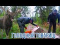 РАБОТА В ФИНЛЯНДИИ. ЗАБРОШЕННЫЙ ДОМ. ДИКИЙ ЛОСЬ .