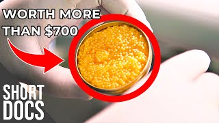 World’s Most Expensive Food  White Caviar | Free Documentary Shorts