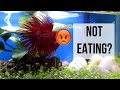 Effective Solutions for Betta Fish Not Eating: Understanding the Reasons and Implementing Care Strategies