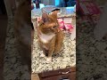 What is my cat trying to say ? #cat