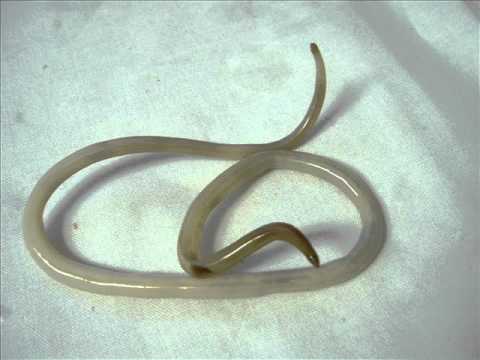 NEMATODOS - YouTube