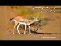 سالم خميس العوكلي و بو سته غلاي و غلا ريم الجلوبة سالم خميس العوكلي و بو سته غلاي و غلا ريم الجلوبة