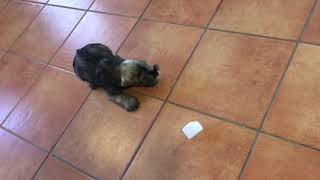 VICIOUS DOG ATTACKS an ice cube! by A Boogieful Life 262 views 5 years ago 1 minute, 7 seconds