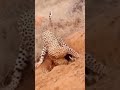 #shortvideo #animals #wildlife #shorts