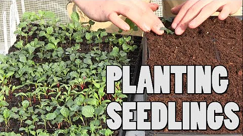 Time To Transplant Some Seedlings & How I Do It - DayDayNews