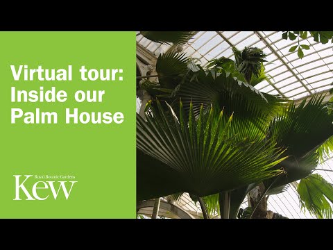 Virtual tour: Inside our Palm House