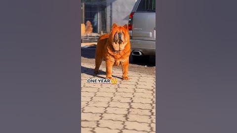 3 weeks to One Year Chow Chow transformation #feed #doglove #transformation #chowchow #Cute #puppy