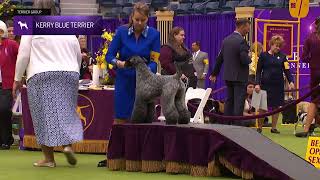 Kerry Blue Terriers | Breed Judging 2024