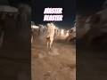 Master Blaster Bull video #foryou #cow #minivlog #bull #trending #animals #officalvideo#vlogger#vlog
