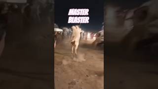 Master Blaster Bull video #foryou #cow #minivlog #bull #trending #animals #officalvideo#vlogger#vlog