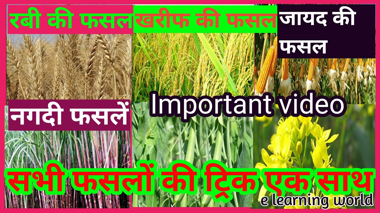 GK TRICK,Indian geography।Major crops of India in hindi। भारत की प्रमुख