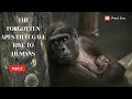 Human evolution/Homo habilis/Homo erectus/Neanderthals/Denisovans/Homo sapiens/Ancient human species