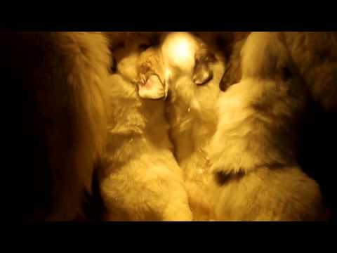 Vídeo: Coàgul De Sang Del Cor (aòrtic) En Gossos