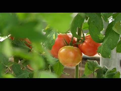 \"ფერმა\" - აგროდაზღვევის პროგრამა იწყება