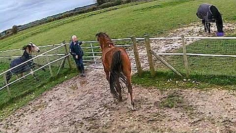 Bella's near Fall and Skid into the fence