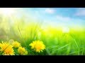 Relaxing Morning Music - Calming and Positive Feelings (Ashley)