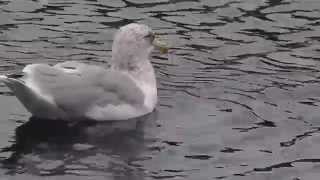 1040921挪威卑爾根碼頭銀鷗Herring Gull6