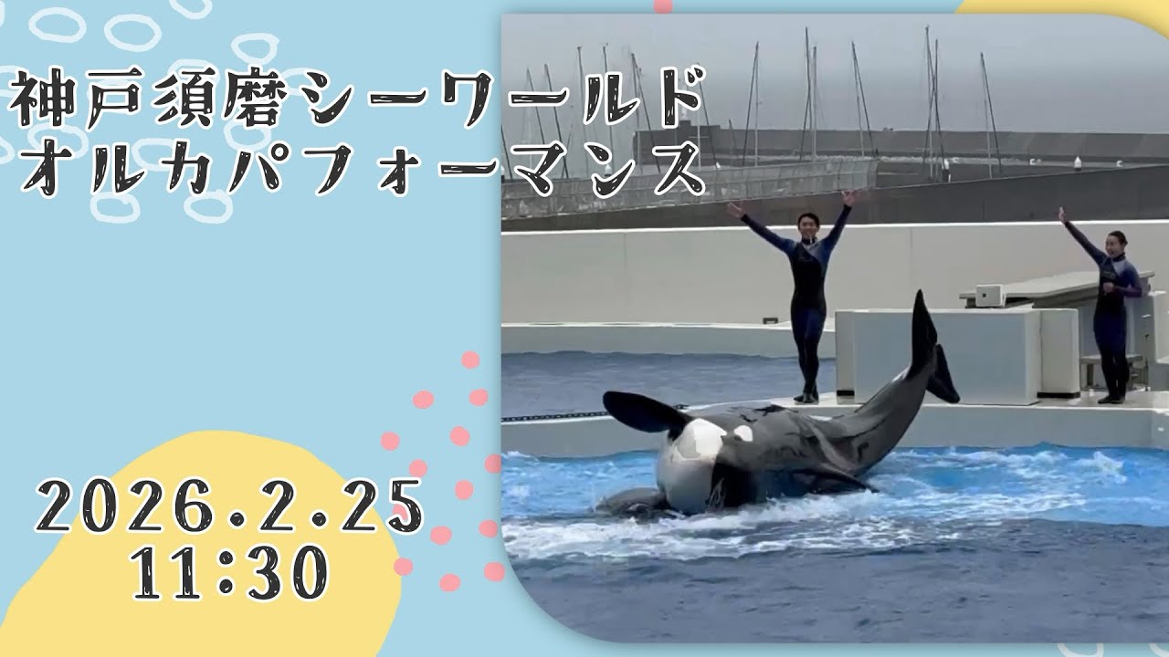 神戸須磨シーワールド　オルカパフォーマンス　2026.2.25 11:30