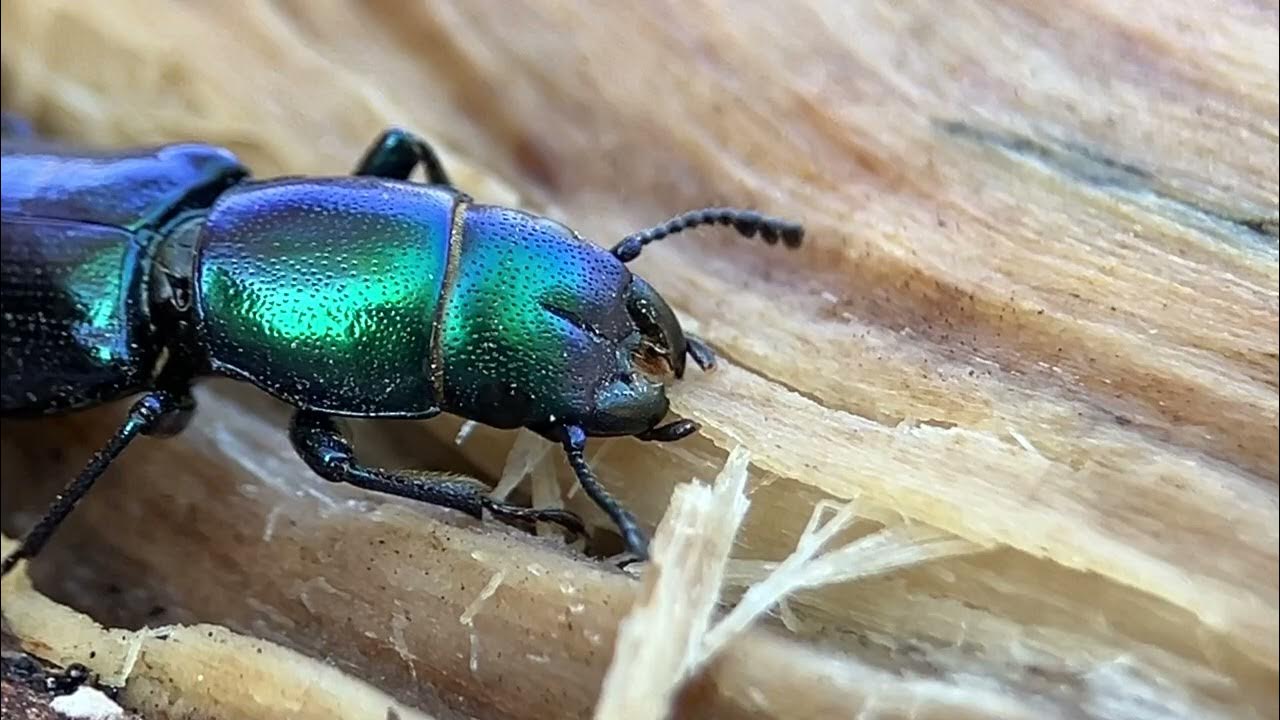 Ochiq tomoshalar aks etgan erotik videolar Semiz ayollar bilan jinsiy aloqa