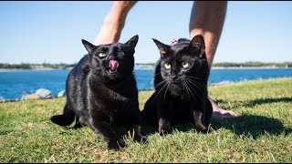 Cat pooped in our car! by Nathan the Beach Cat 13,105 views 4 years ago 1 minute, 49 seconds