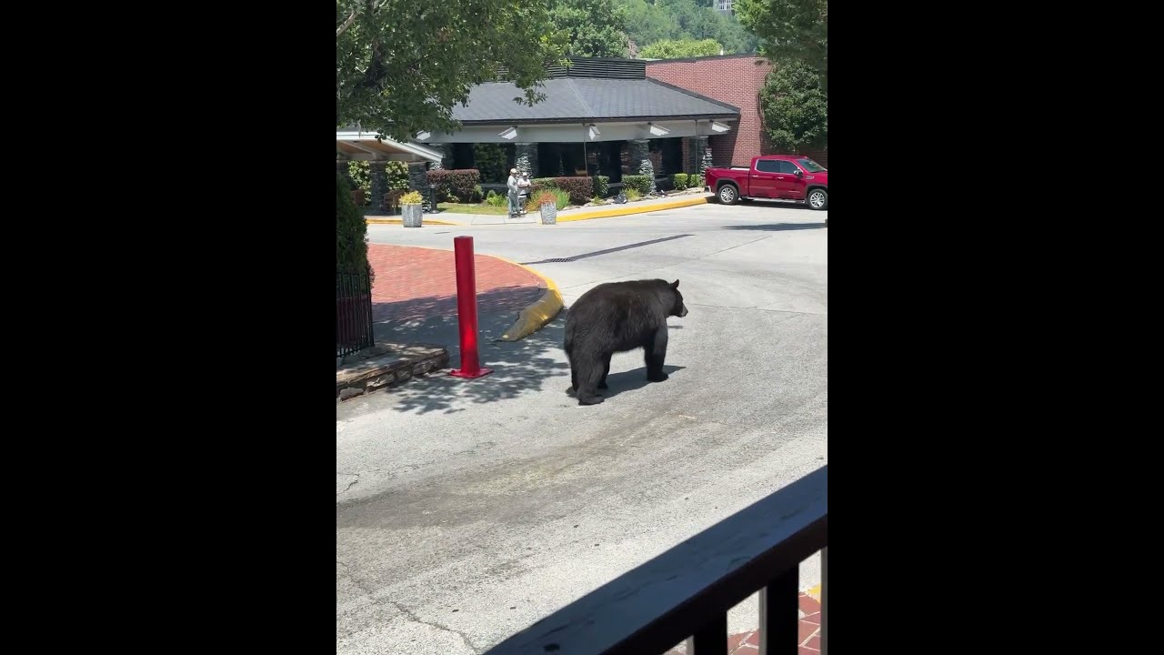 Huge Black Bear Walking Around Gatlinburg TN Aug 2024