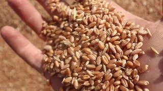 Уборка пшеницы на полях Тульской области. Жатва 2021.
