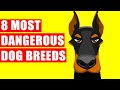 8 Most Dangerous Dog Breeds Ever Existed