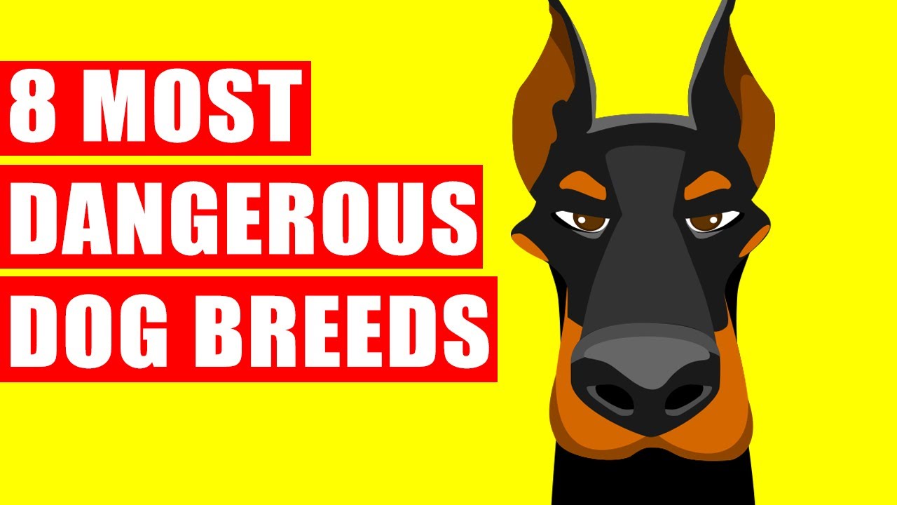 8 most dangerous dog breeds